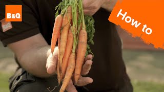 How to grow amp harvest carrots [upl. by Rodrich]