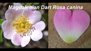 Magdalenian Dart Rosa canina [upl. by Attelrahs]