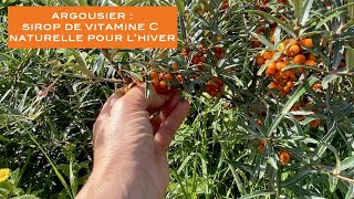 ARGOUSIER SIROP DE VITAMINE C NATURELLE POUR LHIVER [upl. by Maxantia189]