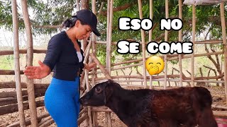 Intentando Domar y Para Ordeñar Esta Vaquita 🐄🐄 [upl. by Au]