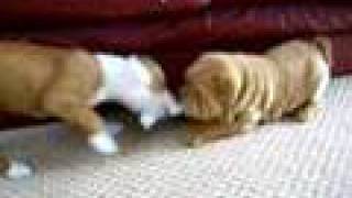 9 week old Staffordshire Bull Terrier vs sharpei Tug of War [upl. by Deehsar]