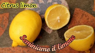 Come SEMINARE il LIMONE 🍋 con i semi del frutto del supermercato [upl. by Zacek153]