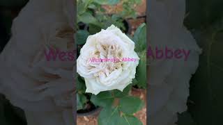 Westminster Abbey VIP rose roses garden flowers beautiful [upl. by Brittney]