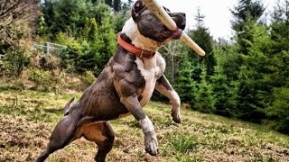 How To Train An American Pit Bull Terrier Dog [upl. by Idona]