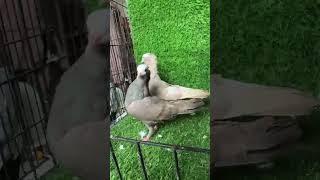 03208706339 Mashallah Quality Mukhi Pair Available pigeon fancydove bird kabutar [upl. by Ynad]