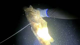 Abu Dhabi Spearfishing EP031 Another Successful dive jackpot sa Hamourlapu lapu hamour seabream [upl. by Langston]