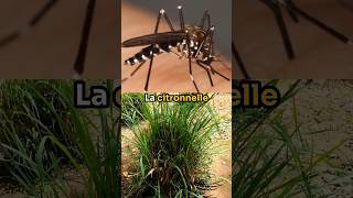 La citronnelle pour se protéger des moustiques NON  insectes animaux nature science [upl. by Patty746]