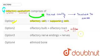 Olfactory epithelium comprises of [upl. by Zoilla]