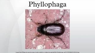 Phyllophaga [upl. by Nohsed963]