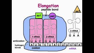 Elongation Step of DNA Translation [upl. by Boynton]