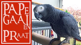 Papegaaien praat met grijze roodstaart papegaai Mayday [upl. by Khalil]