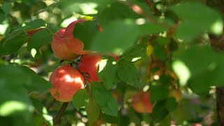 Apple season is almost over in St Johns See how farmers responded this year [upl. by Yerffej901]