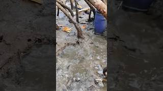 Chimbori🦀quotsubscribe👆🏻fishingvideofishingagrikolikhekdamarathisongmarathimusicfishcrabcrabs [upl. by Redle]