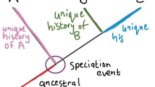 Understanding Phylogenetic Trees 1 [upl. by Tsnre]