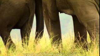 Elephants  Largest of all land animals [upl. by Leticia]