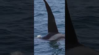 Orcas – The True Rulers of the OceanOrcakillerwhales OceanPredatorsMarineLife OrcaFamily [upl. by Careaga]