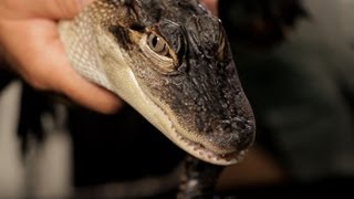 9 Cool Facts about Alligators  Pet Reptiles [upl. by Davison]