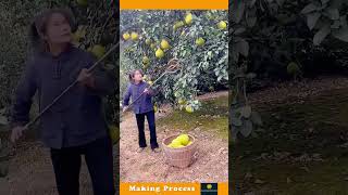 The Process Of Removing The Grapefruit From The Tree [upl. by Dreeda973]