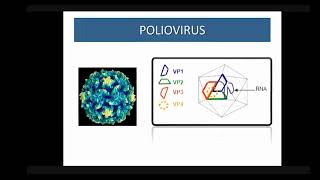 Clase 8 virus y SN enterovirus y virus herpes [upl. by Odlareg]