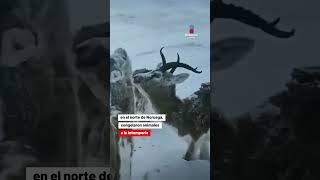 Animales congelados por bajas temperaturas en Noruega shorts [upl. by Coray]