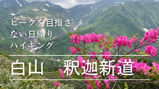 【白山 釈迦岳】釈迦新道ピークを目指さないお花見ハイキング [upl. by Sneve374]