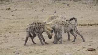 Spotted Hyenas  strange behaviour at waterhole [upl. by Ravert429]