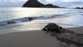 Leatherback sea turtle returns to sea on Levera Beach Grenada WI [upl. by Kemppe]