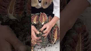 The process of taking out pine nuts from pine cones [upl. by Pulcheria]