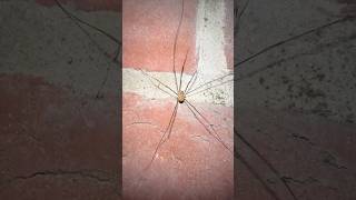 A Phalangium Opilio Harvestman Before Halloween arachnids nature [upl. by Firahs]