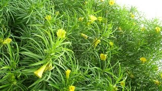 Amazing Native Plants  Pacha ganneru yellow oleander  Thevetia peruviana [upl. by Cassella]