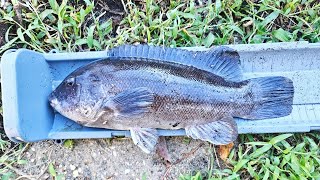 TautogBlackfish fishing Inlets and Canals in New Jersey [upl. by Drofla]