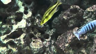 african malawi cichlid tank Dimidiochromis compressiceps gold Chizumulu [upl. by Wadesworth]