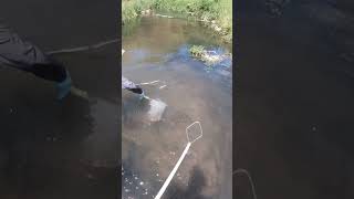 Electrofishing Brown Troutfishing fishingvideo electrofishing [upl. by Leummas27]