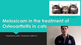 Meloxicam in the treatment of Osteoarthritis in cats [upl. by Elamaj]