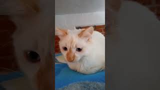 reflexión del gatosaurio 😸 gatosadorables catlover viralvideo shorts reflexiones amazing [upl. by Eilrebmik]