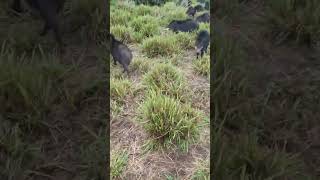 viralvideo agro agriculture agropecuaria cavalo roça fazenda [upl. by Panther127]