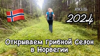 Собираем грибы в Норвегии Открывай сезон 2024 Лисички [upl. by Marcel485]