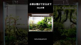 美しい水草水槽ができるまで 45cm水槽 create an aquarium shorts 水草水槽 アクアリウム aquarium [upl. by Llenal]