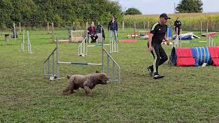 20241013 Concours agility du Club canin du Pays du Thelle à ST CREPIN IBOUVILLERS [upl. by Behah]