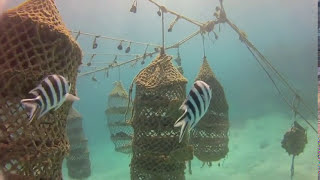 Sponge Farming in Jambiani  The early days [upl. by Kosiur]