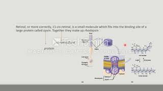 rhodopsin cycle [upl. by Sherar]