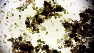 Pantoffeltierchen Rudel  Paramecium  Leben im Wassertropfen  microcosmos in Full HD [upl. by Lucrece139]