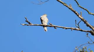 Sperber Jungvogel  Sparrowhawk young bird [upl. by Malca]