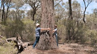 Meet the ten Big Trees of Wellsford [upl. by Rolandson]