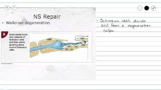 Nervous Tissue Repair of Peripheral Nerve Fibers [upl. by Hterag]