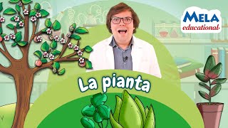 La struttura della pianta  Renato lo scienziato Educational MelaMusicTV ​ [upl. by Yecniuq447]