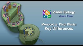 Visible Biology Bites  Monocot vs Dicot Plants [upl. by Suinotna]