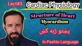 Le3 Physiology of Heart  Structure of heart  Layers of Heart  Structure of Myocardium [upl. by Yendic]