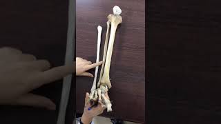 Tibia fibulae patella Anatomisi [upl. by Ayotyal]