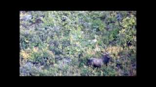 Big Bull Elk Shot With a Bow and Arrow [upl. by Oech]